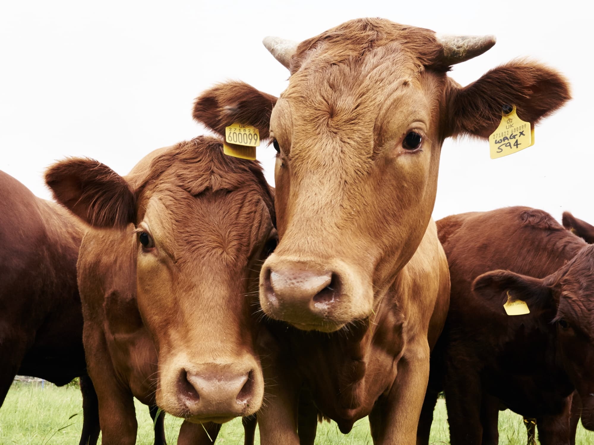 Wagyu cattle grazing at Trenchmore Farm, Horsham