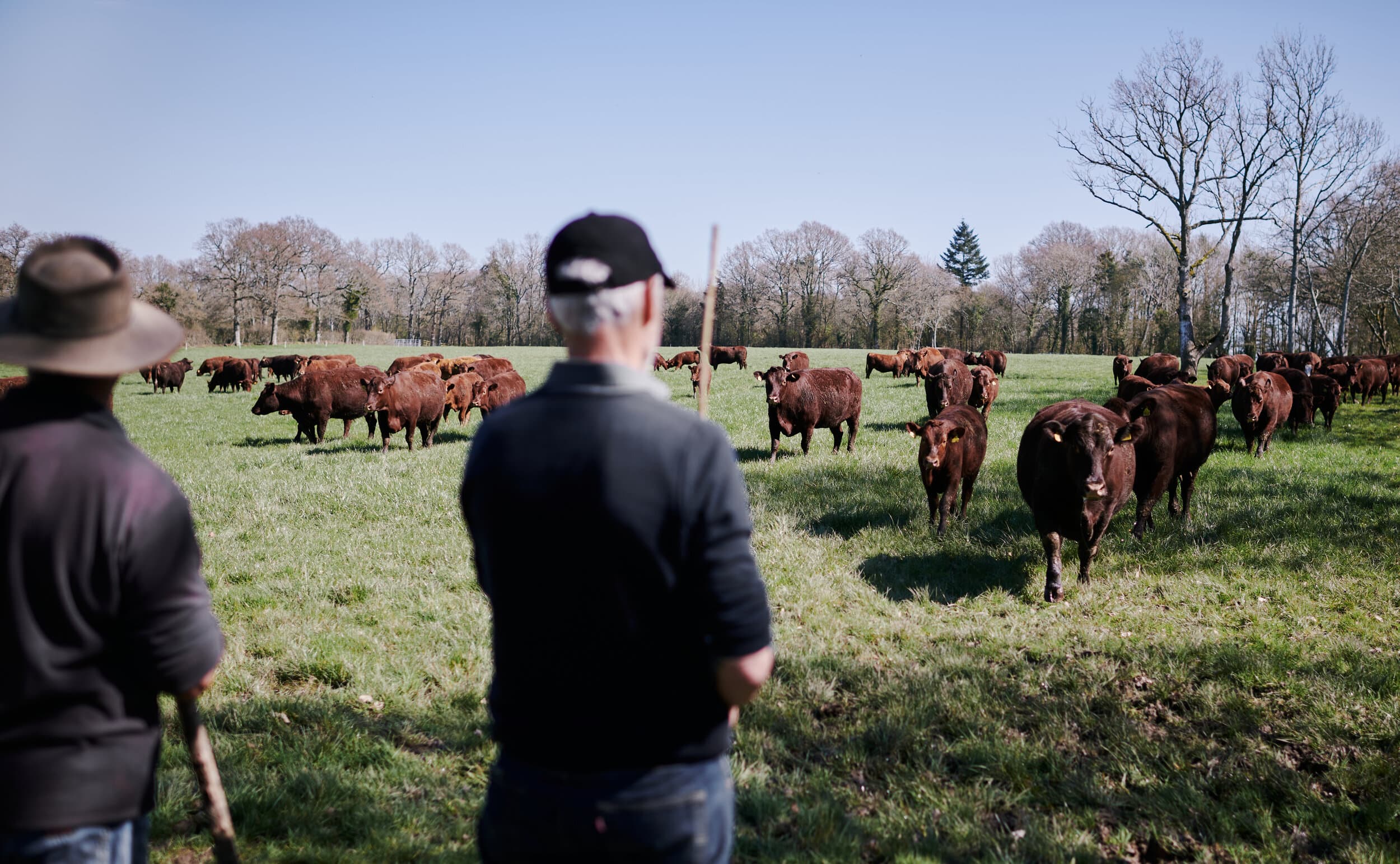 The Sussex Wagyu herd at Trenchmore Farm